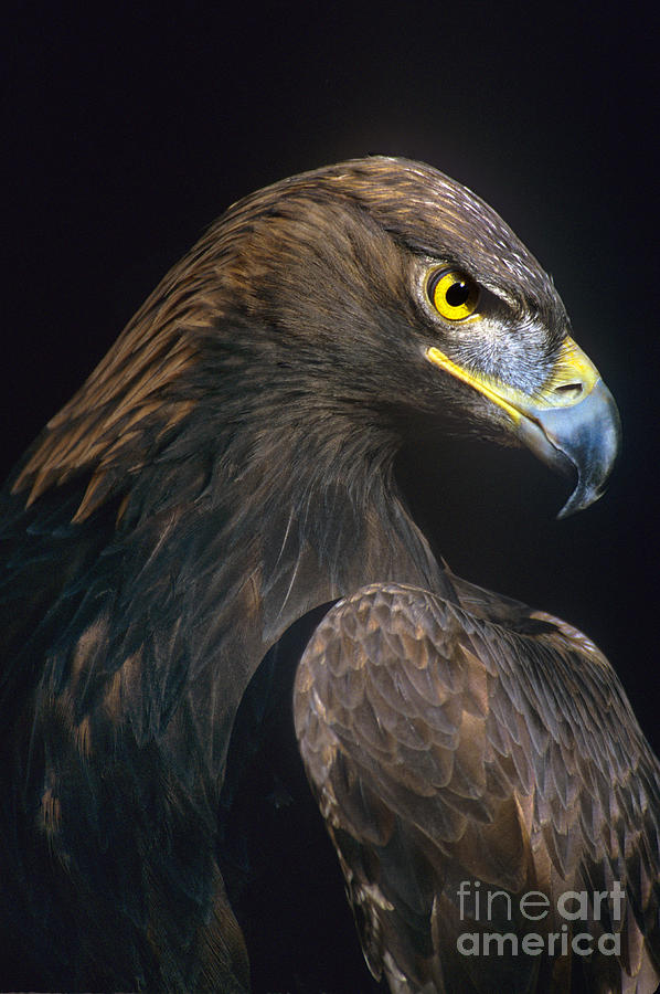 Golden Eagle Aquila Chrysaetos Captive Colorado Photograph by Dave Welling