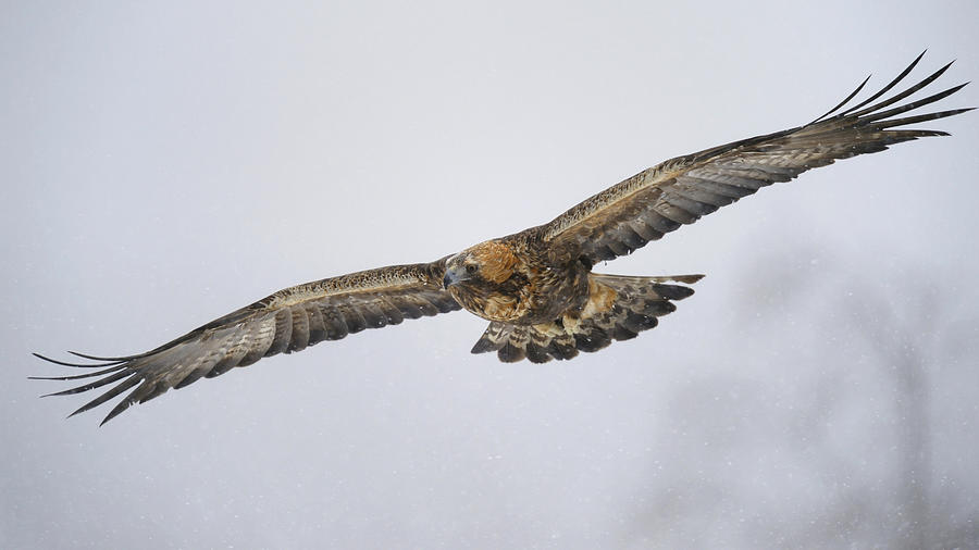 Golden Eagle Aquila Chrysaetos In Flight During Snowfall Oulanka National Park Kuusamo Lapland Finland By Bernd Zoller