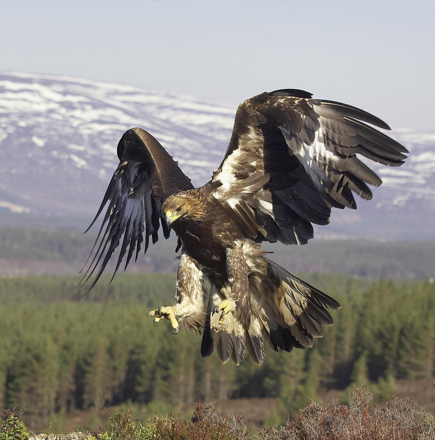 Golden Eagle Aquila Chrysaetos In Flight Preparing To Land Scotland March 2007 By Mark Hamblin