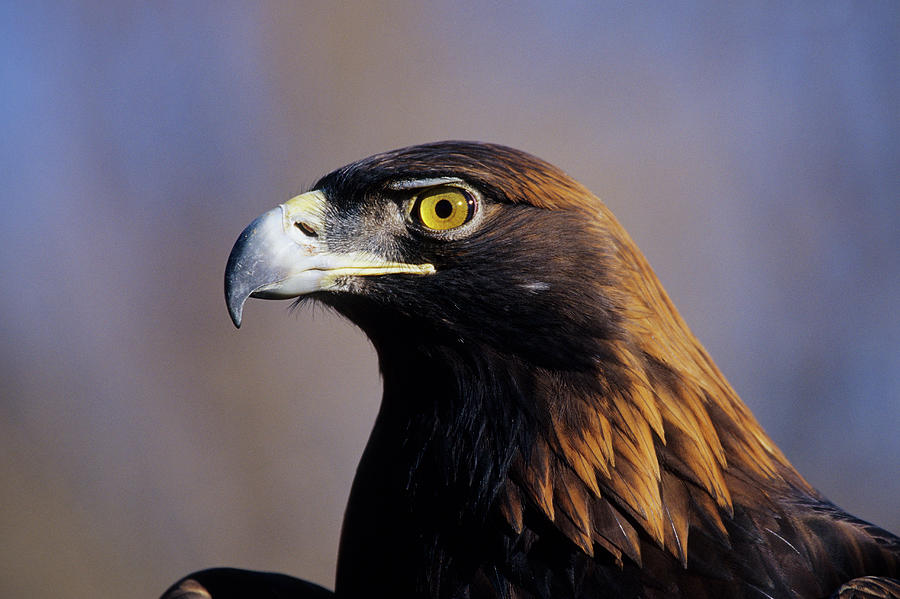 Eagle Photograph - Golden Eagle (aquila Chrysaetos by Richard and Susan Day