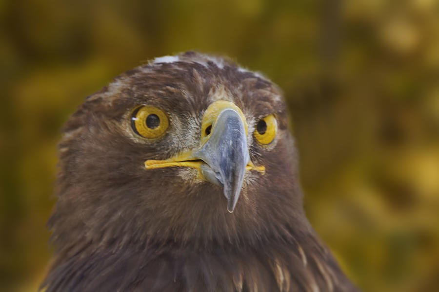 Golden Eagle  Photograph by Brian Cross