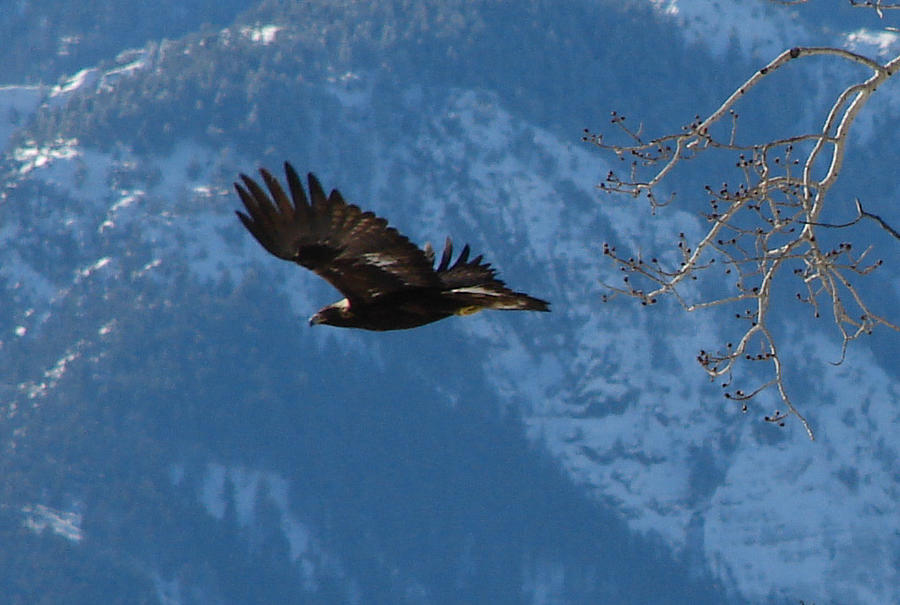 Golden Eagle Flight Photograph by Carl Moore