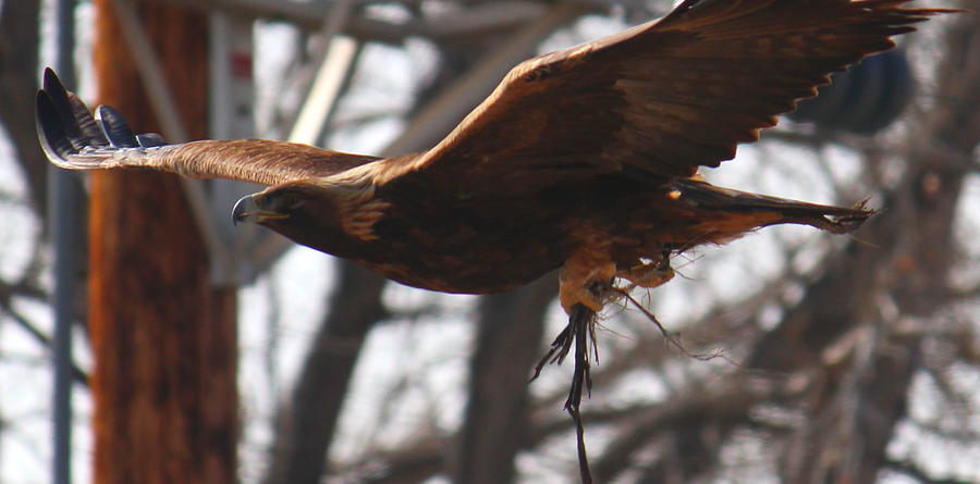 Golden Eagle Close Photograph by Trent Mallett