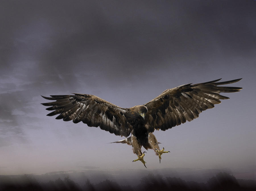 Golden Eagle Coming into Land with Talons Extended, Against a Dramatic Grey Sky Photograph by Digital Zoo