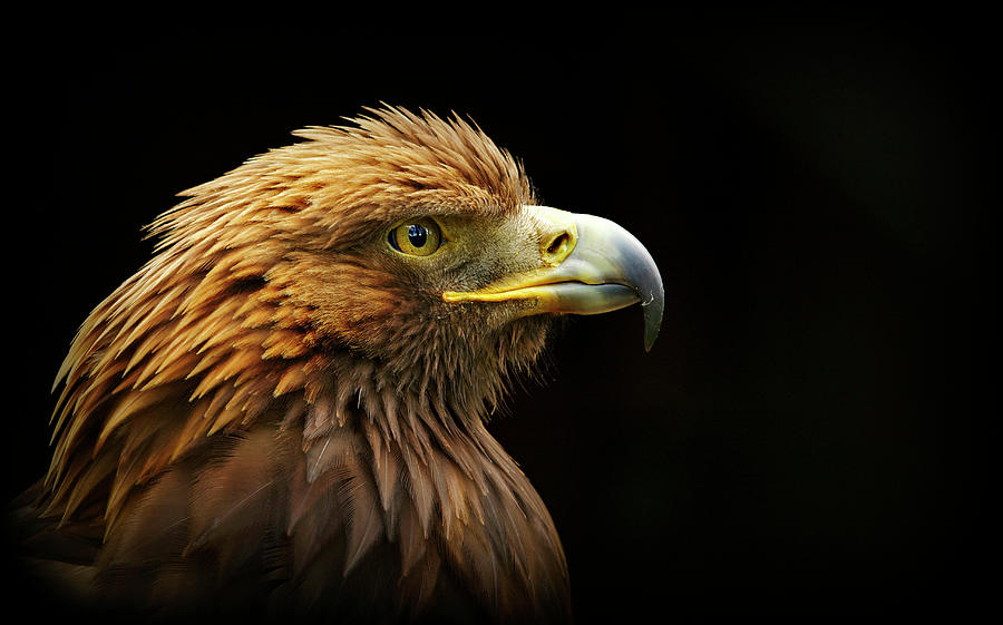 Golden Eagle By Copyright Ania Jones