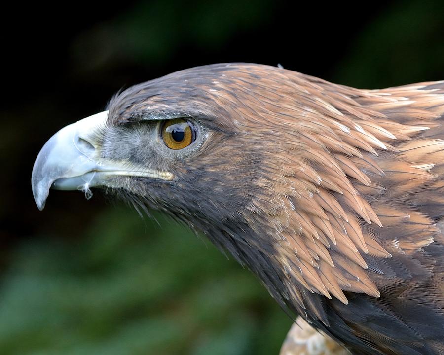 Golden Eagle Photograph by Deborah Ritch