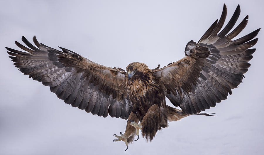 Golden eagle flying, Kuusamo, Finland Photograph by Ignacio Palacios Golden eagle flying, Kuusamo, Finland Photograph by Ignacio Palacios
