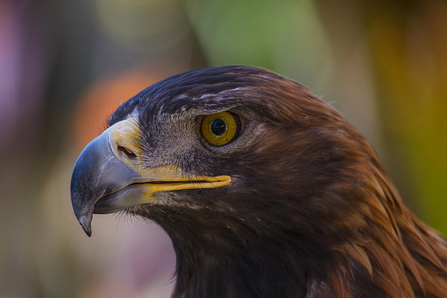 Golden Eagle Photograph by Garry Gay