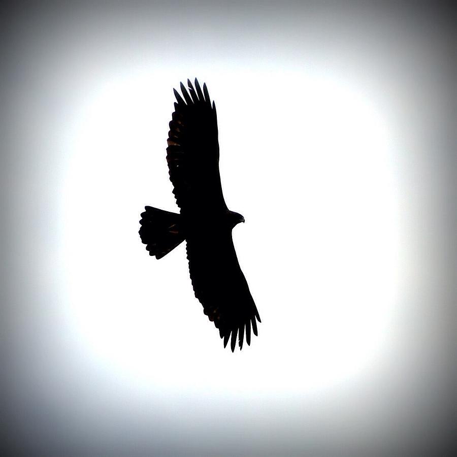 Golden Eagle in Black Photograph by Lisa Holland-Gillem