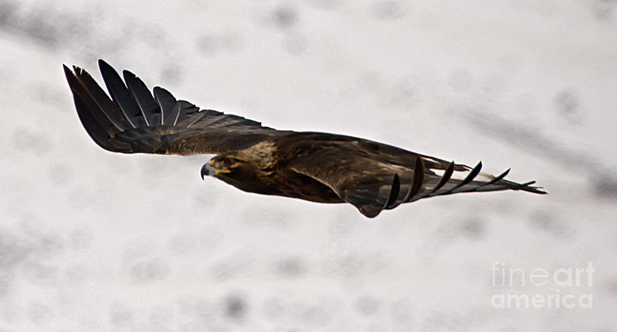 Golden Eagle In Flight  #8576 Photograph by J L Woody Wooden