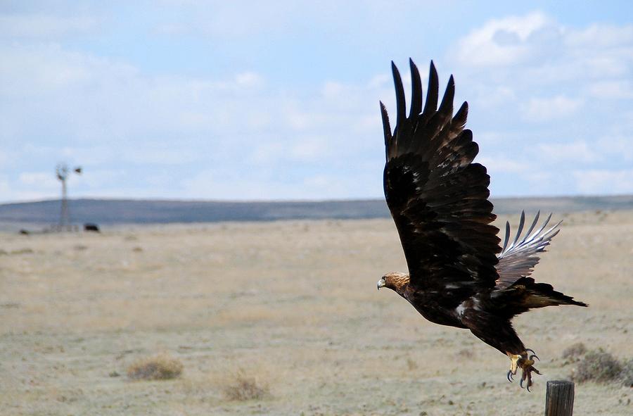 Golden Eagle in Flight Photograph by Cascade Colors