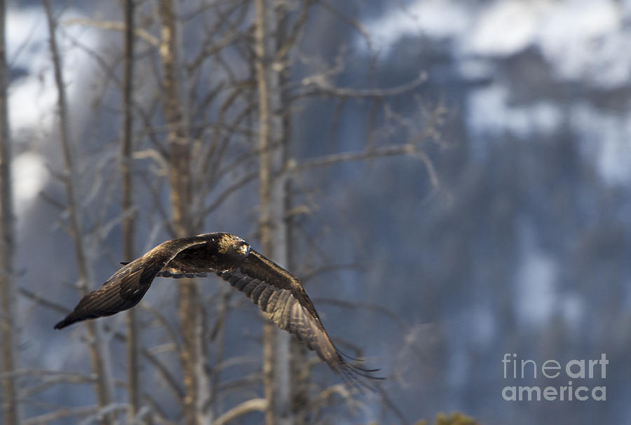 Golden Eagle in Flight Photograph by Deby Dixon