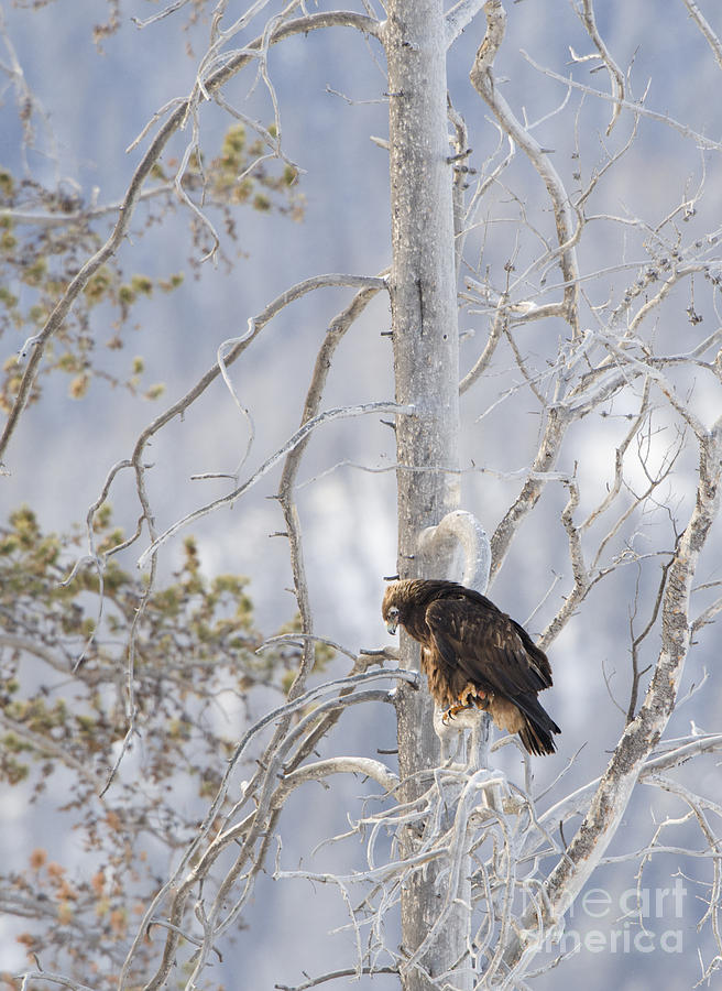 Golden Eagle in Lamar Valley Photograph by Deby Dixon