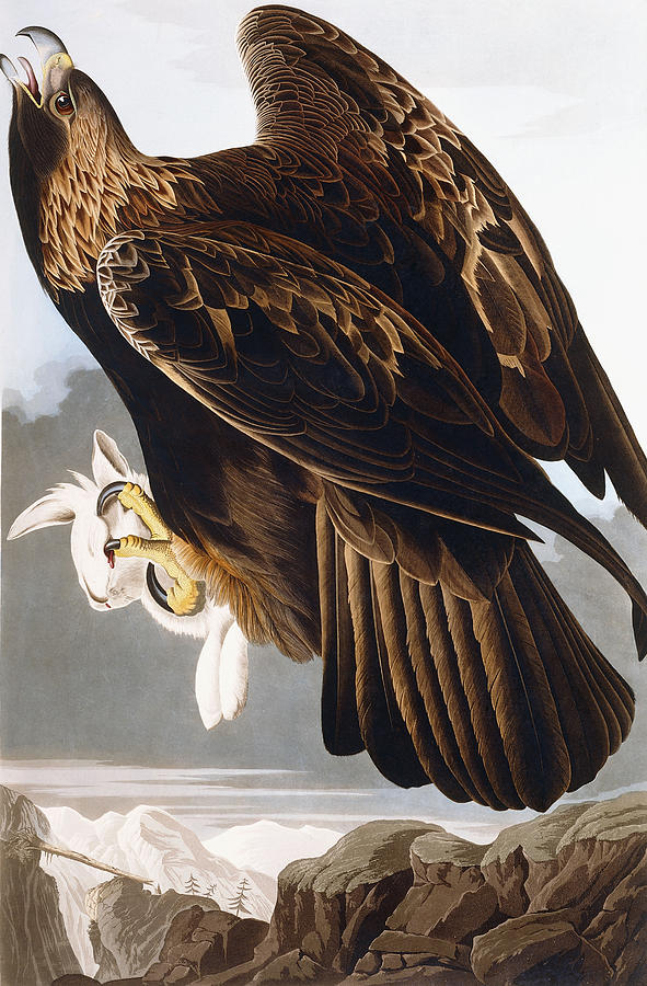 John James Audubon Painting - Golden Eagle by John James Audubon