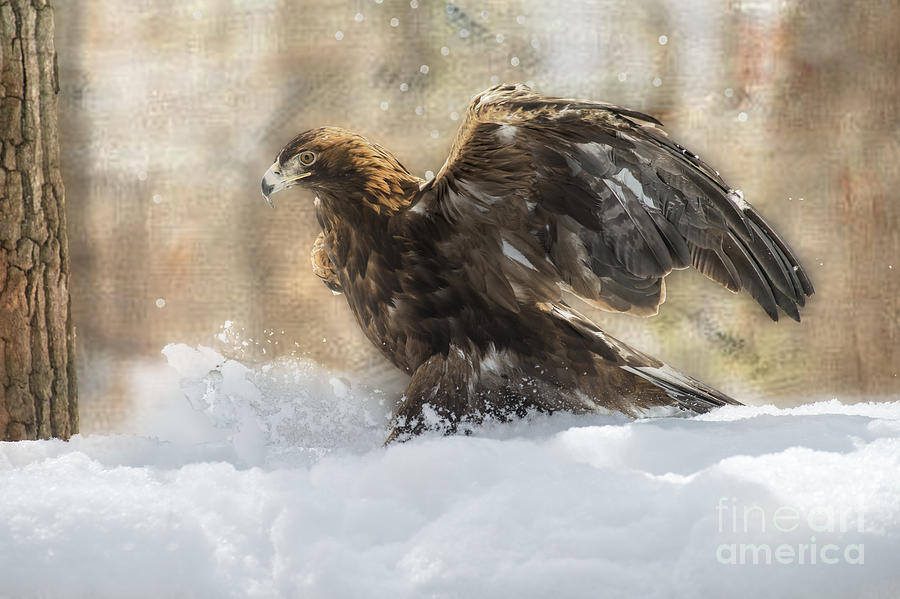 Golden eagle kicking up some snow   ...paintography Photograph by Dan Friend