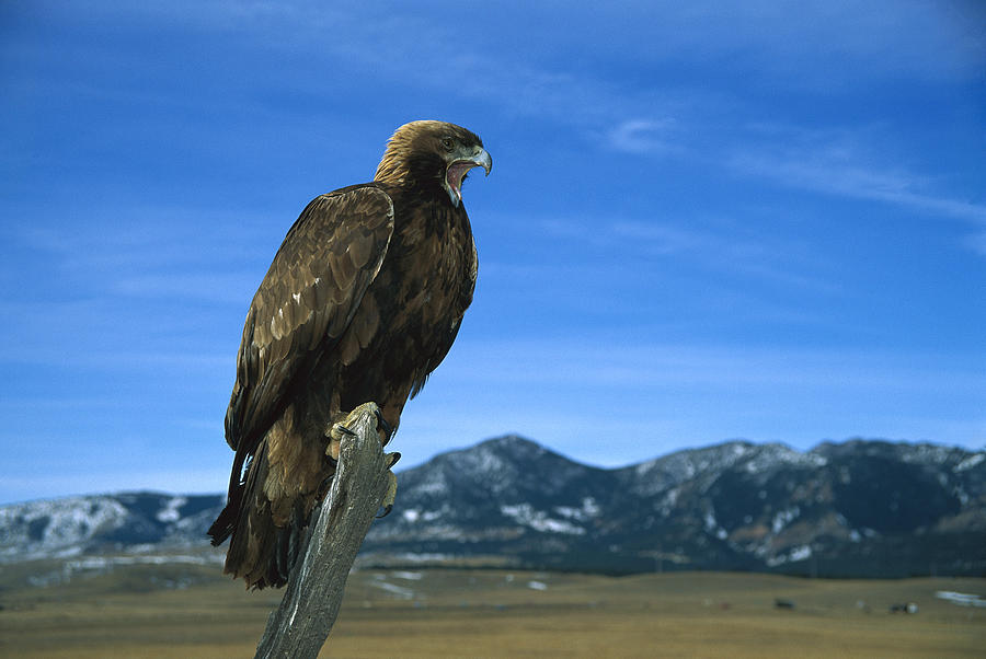 Golden Eagle Photograph by Konrad Wothe