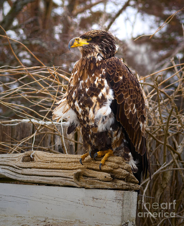 Eagle Photograph - Golden Eagle by Les Palenik