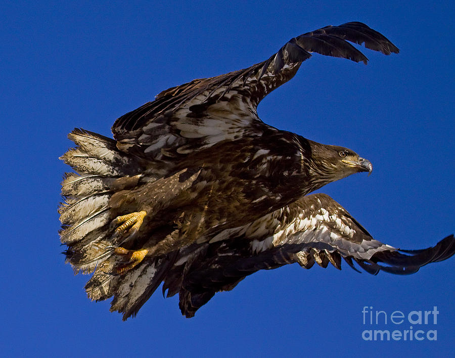 Golden Eagle Lift Off Photograph by J L Woody Wooden