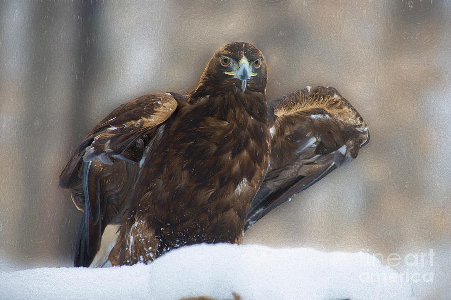 Golden eagle looking straight Photograph by Dan Friend
