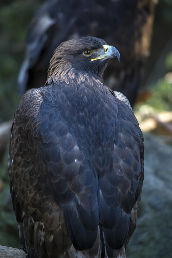 Golden Eagle Photograph by Mark Newman