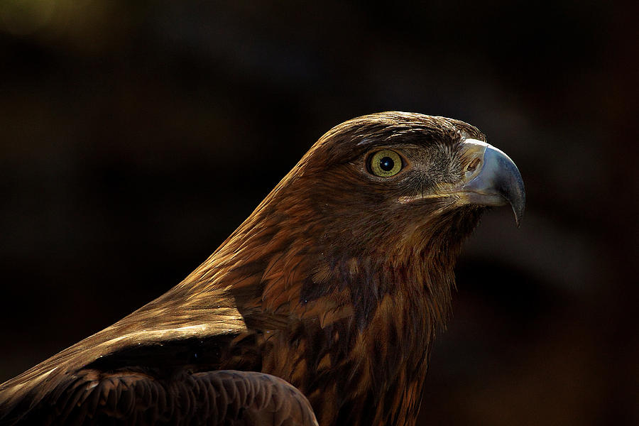 Golden Eagle Photograph by Mark Steven Houser