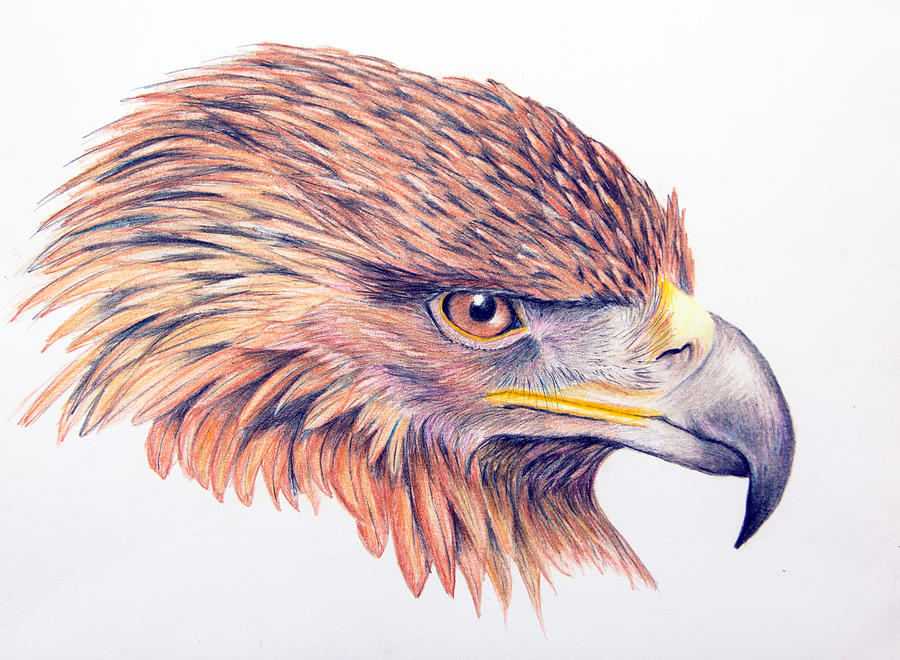 Bald Eagle drawing illustration - graphite with prisma colored pencils...  Follow me on Instagram @Maggie Cardwell Megan C… | Bald eagle art, Eagle  drawing, Drawings