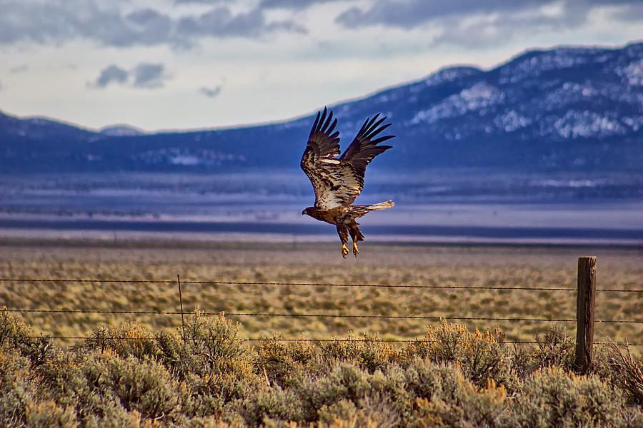 Golden Eagle Photograph by Michael W Rogers