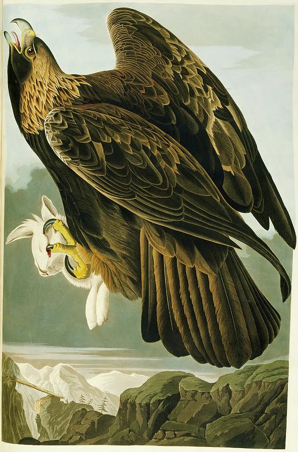 John James Audubon Photograph - Golden Eagle by Natural History Museum, London/science Photo Library
