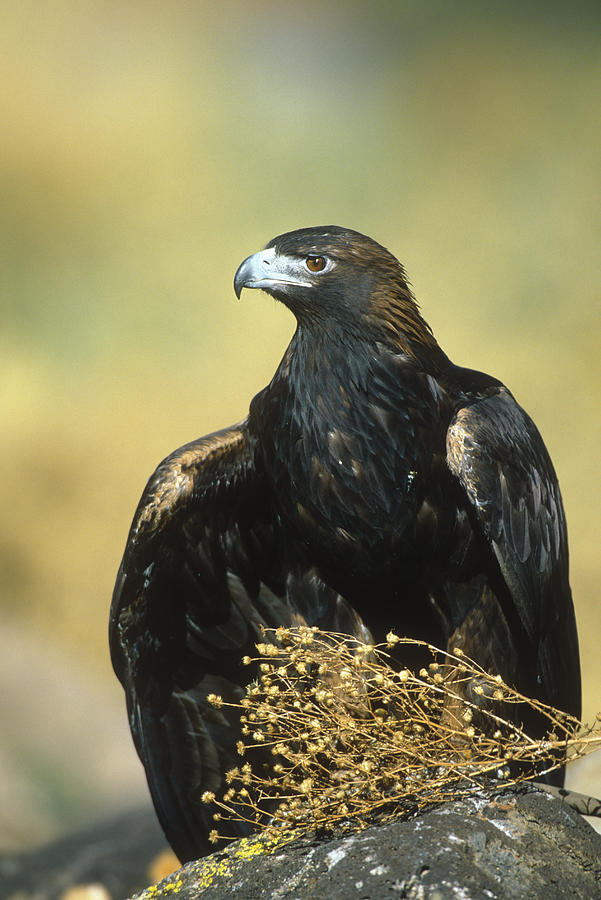 Golden Eagle New Mexico Photograph by Tom Vezo