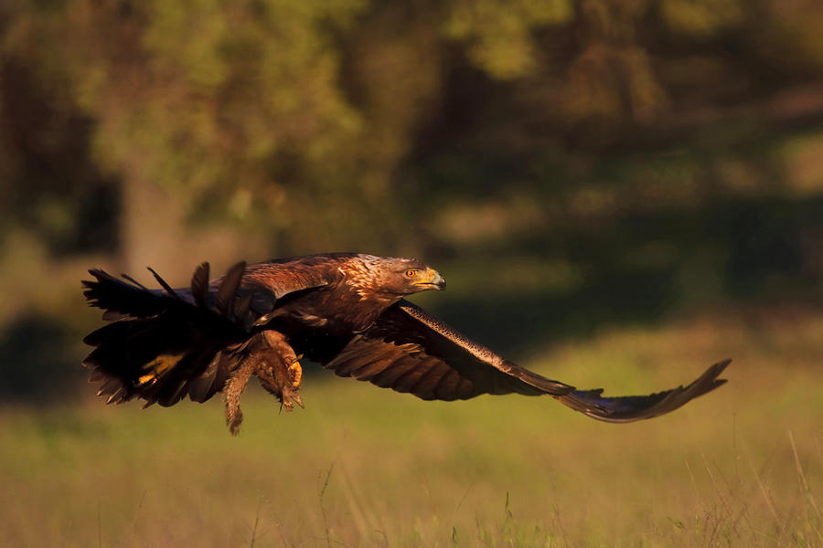 Golden Eagle on the Hunt Photograph by Beth Sargent