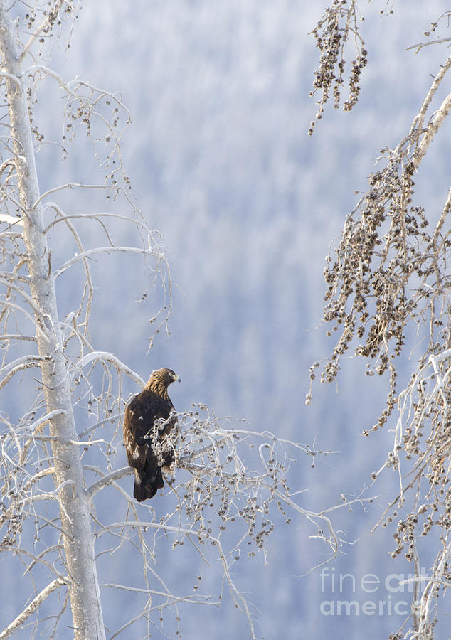 Golden Eagle perched in a Cottonwood Tree Photograph by Deby Dixon