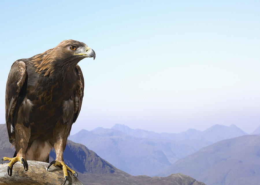 Golden Eagle Perched On A Rock Against A Mountain Range By Digital Zoo