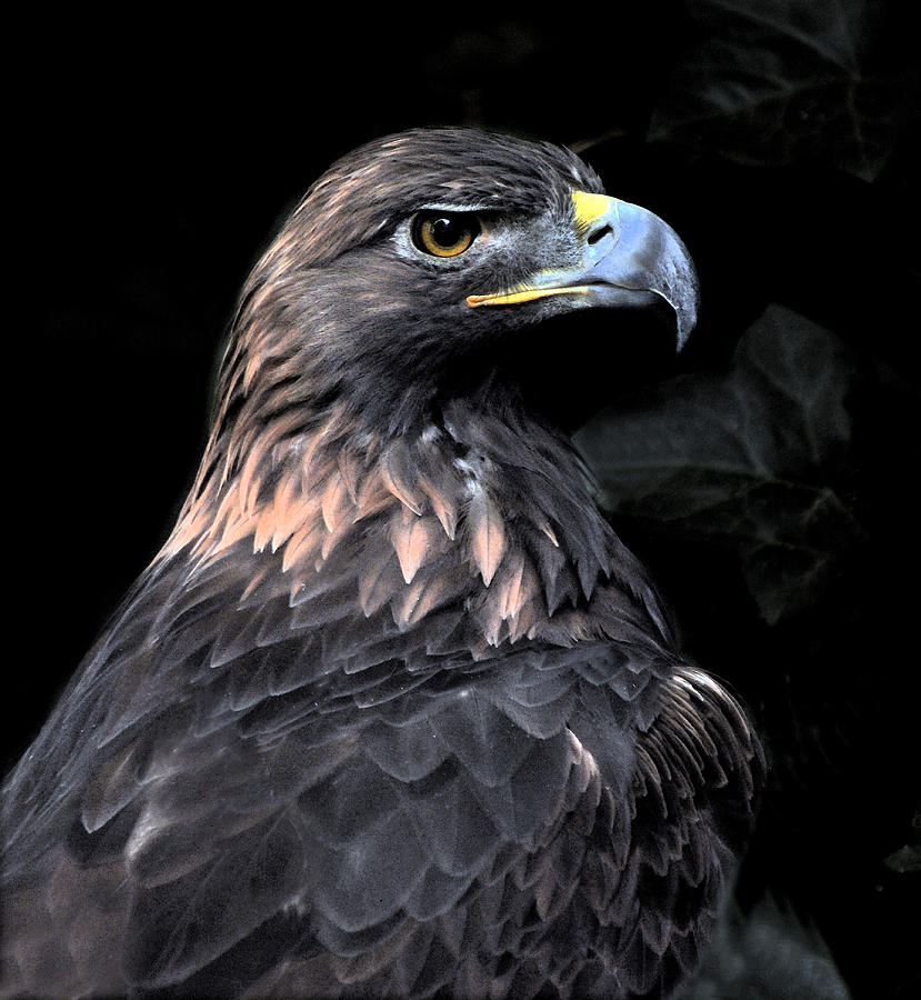 Golden Eagle Portrait 2 Photograph By David Marr