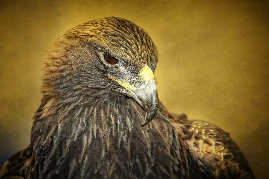 Golden Eagle Portrait Photograph by Eleanor Abramson