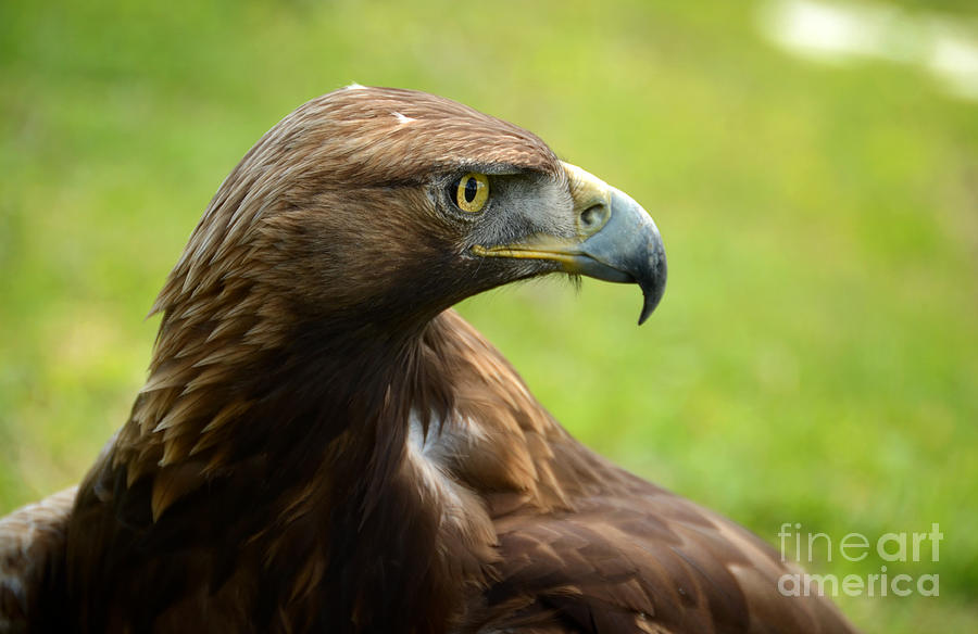 Eagle Photograph - Golden Eagle by RicardMN Photography