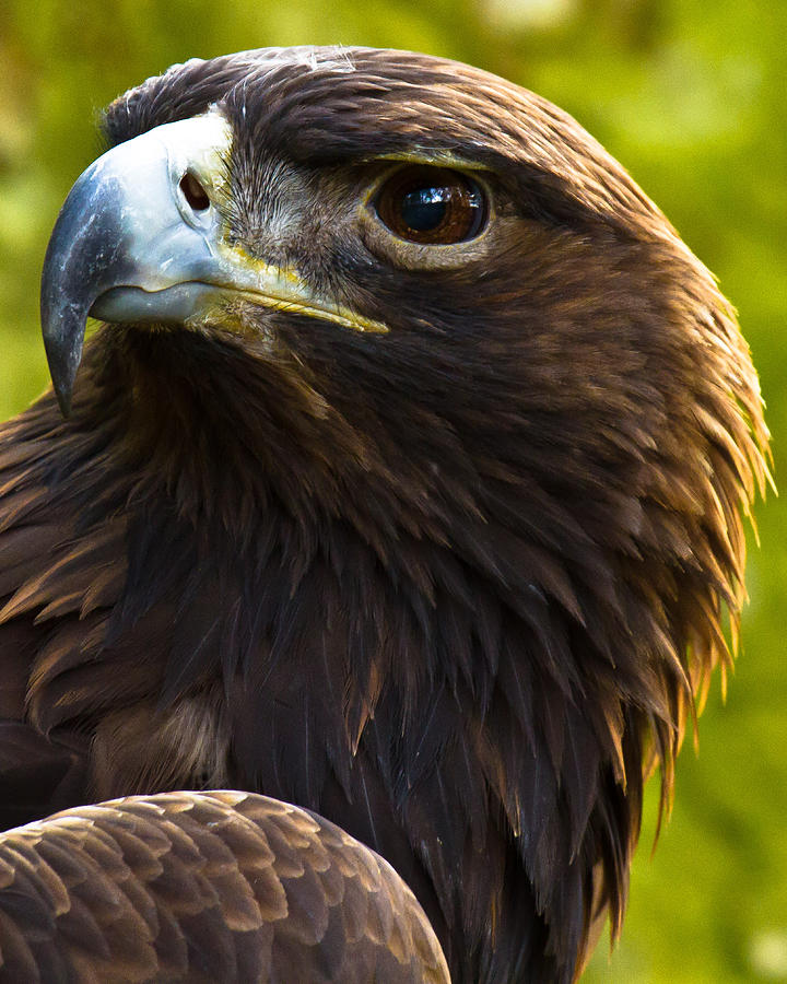 Golden Eagle Photograph by Robert L Jackson