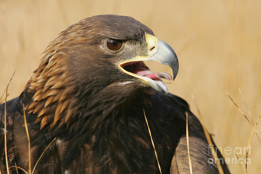 Golden Eagle Screeching Photograph by Webb Canepa - Pixels