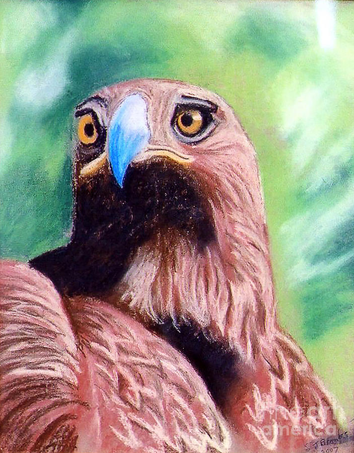 Golden Eagle Pastel by Stephen Brooks - Fine Art America