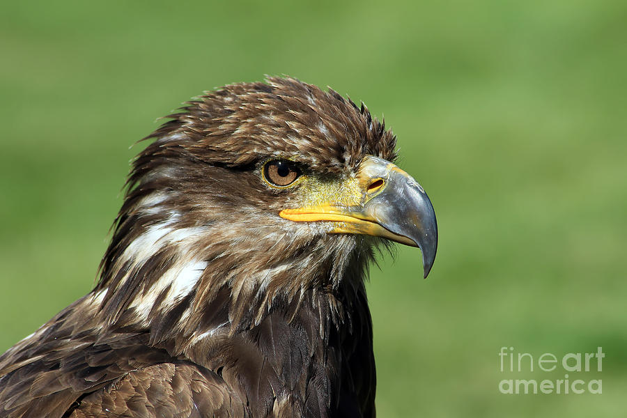Eagle Photograph - Golden Eagle by Teresa Zieba