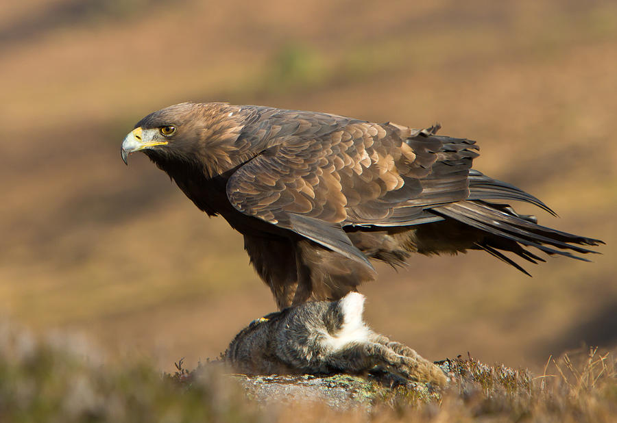 Golden Eagle With Prey In The Cairngorms National Park Scotland Uk By Images From Barbanna