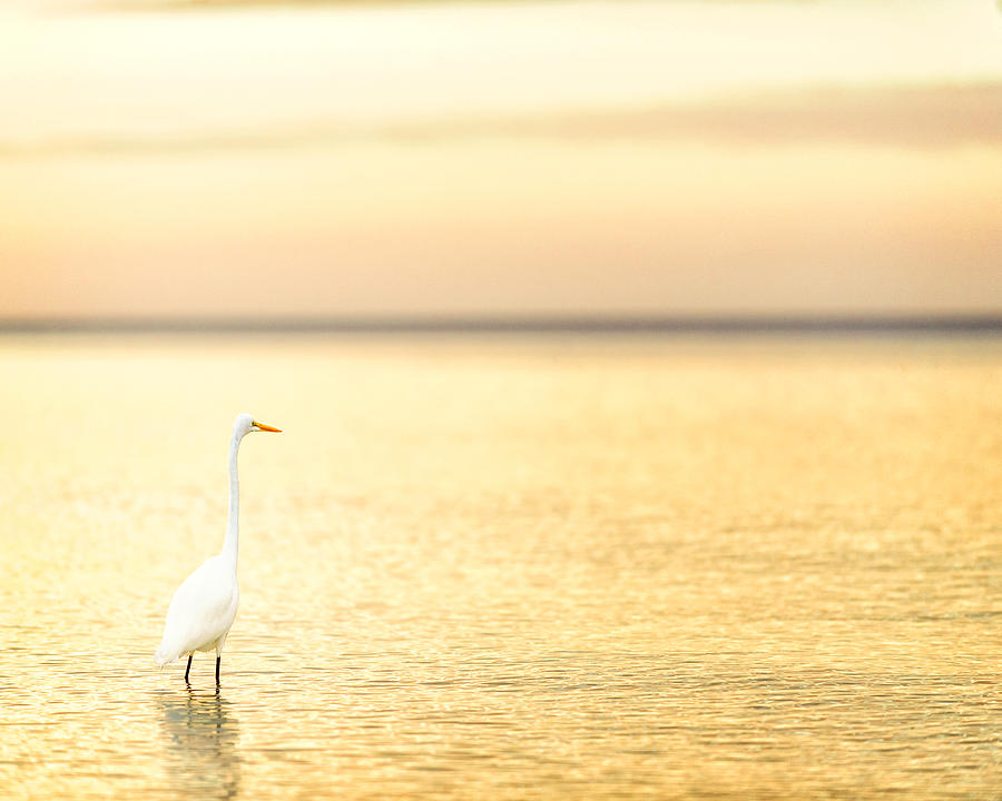 Egret Photograph - Golden Egret at Sunrise by Vicki Jauron
