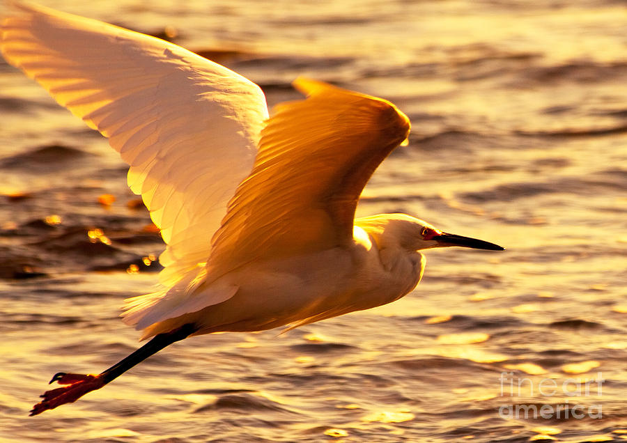 Golden Egret Bird Nature Fine Photography Yellow Orange Print  Photograph by Jerry Cowart