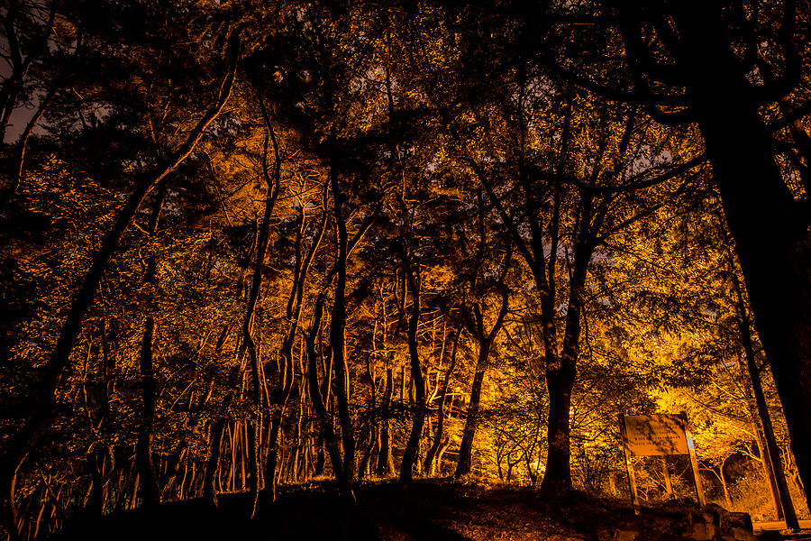 Golden Evening Photograph by Alex Lapidus