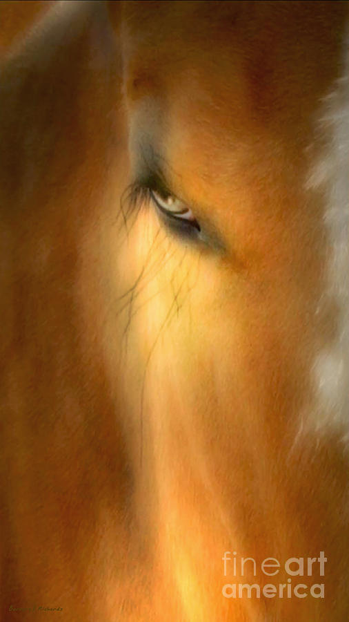 Horse Photograph - Golden Eye by Barbara D Richards