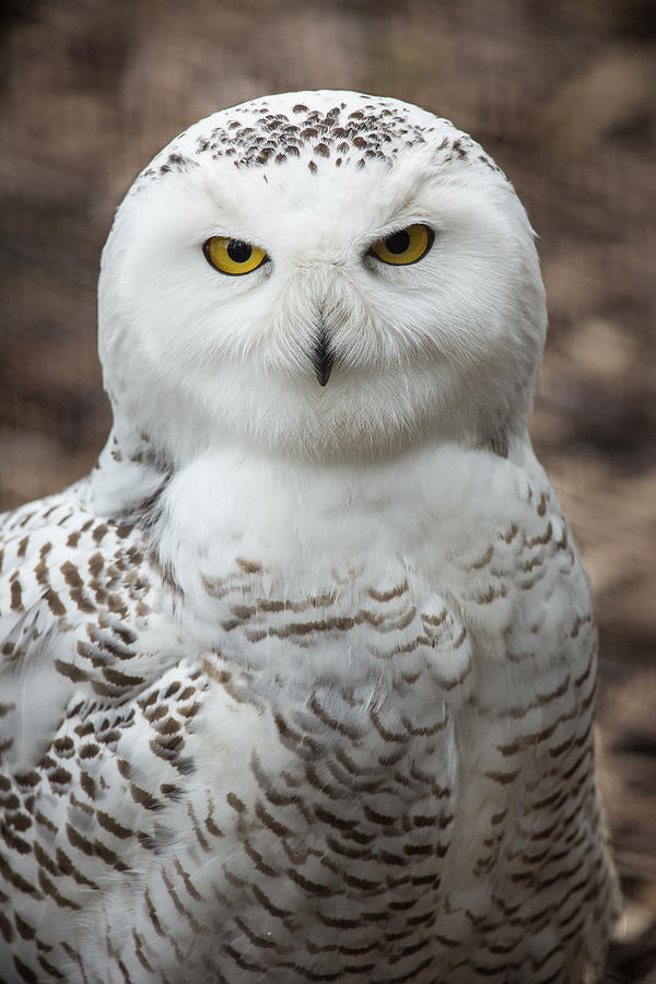 Owl Photograph - Golden Eye by Dale Kincaid