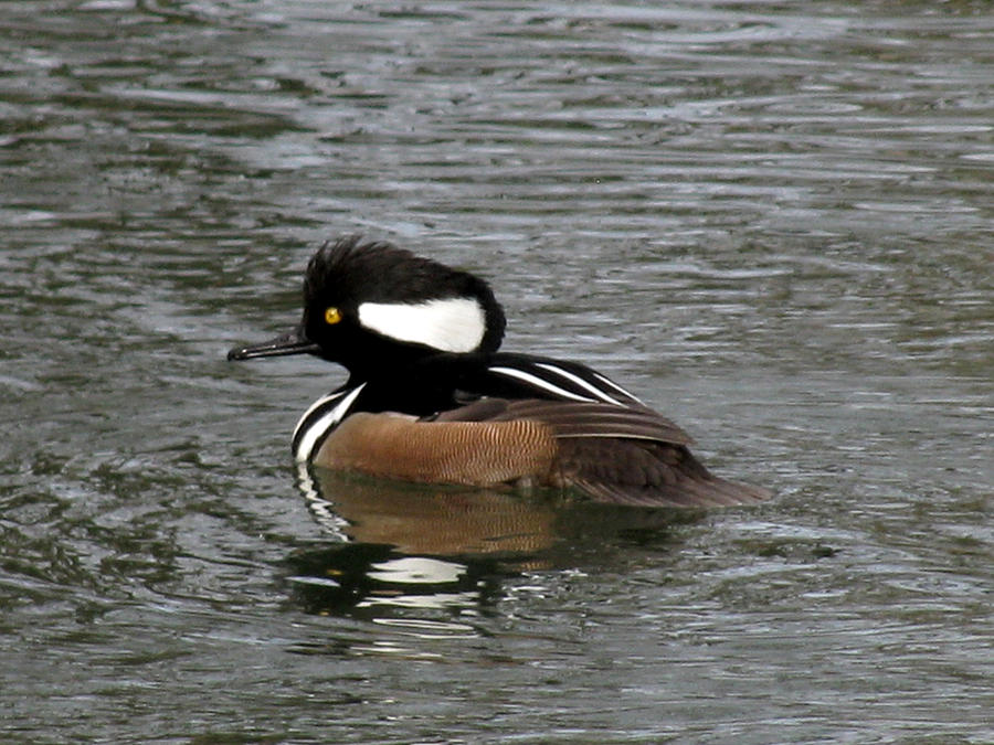 Hooded Merganser Reflections #2 Photograph by Donna Brown