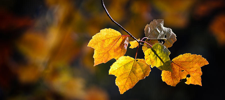 Golden Fall Leaves Photograph by Joye Ardyn Durham