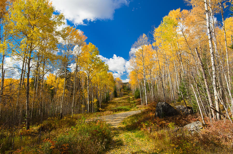 Fall Photograph - Golden Fall by Zhijian Tao Fall Photograph - Golden Fall by Zhijian Tao