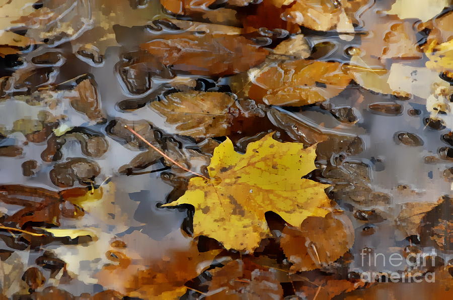 Golden Fallen Leaf  Photograph by Andrea Kollo