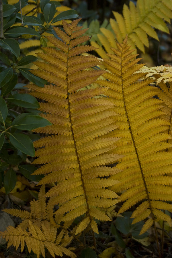 Nature Photograph - Golden Ferns by Adam Paashaus